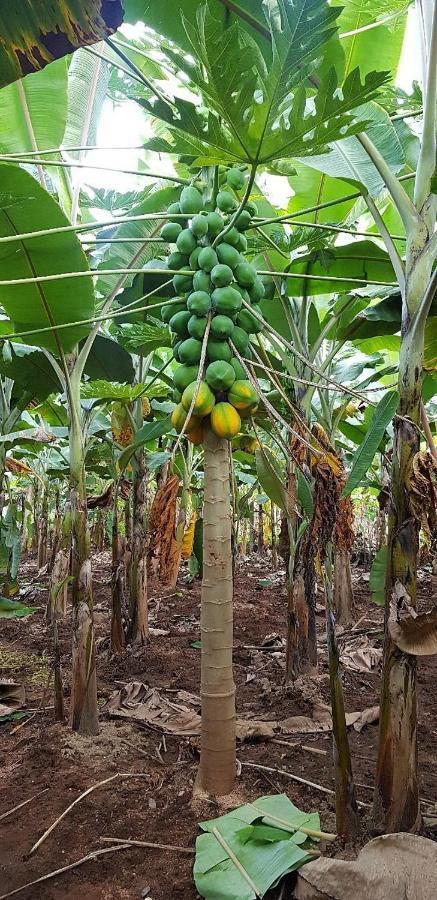 Banana Farm House Hampi Eksteriør bilde